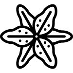 Lirios